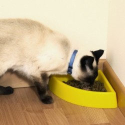 gamelle de coin pour animaux