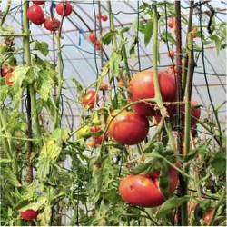 Arceau rigide pour tunnel à tomates - H 180 x 32cm - Jardinet